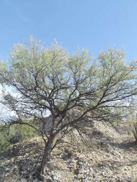 Image of Mesquite