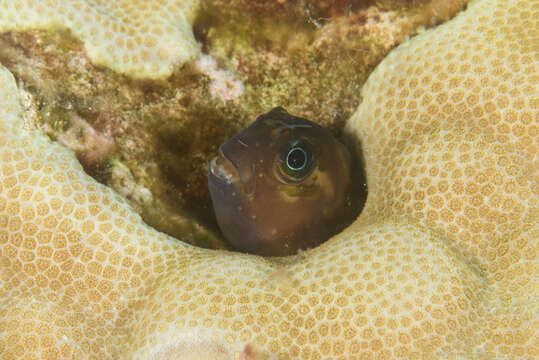 Image of Midas coralblenny