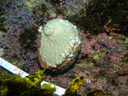 Image of Blacklip abalone