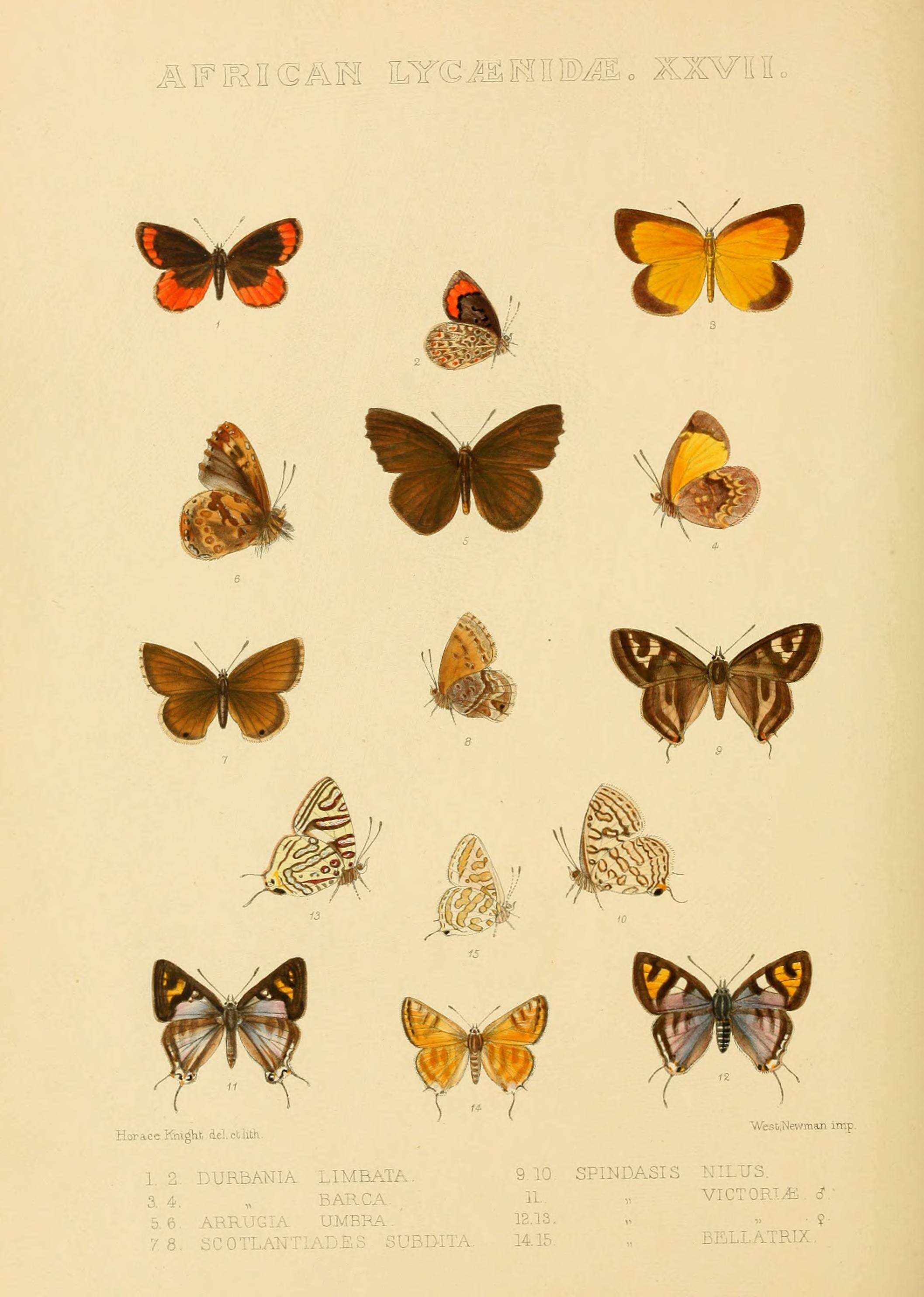 Слика од Cigaritis acamas (Klug 1834)