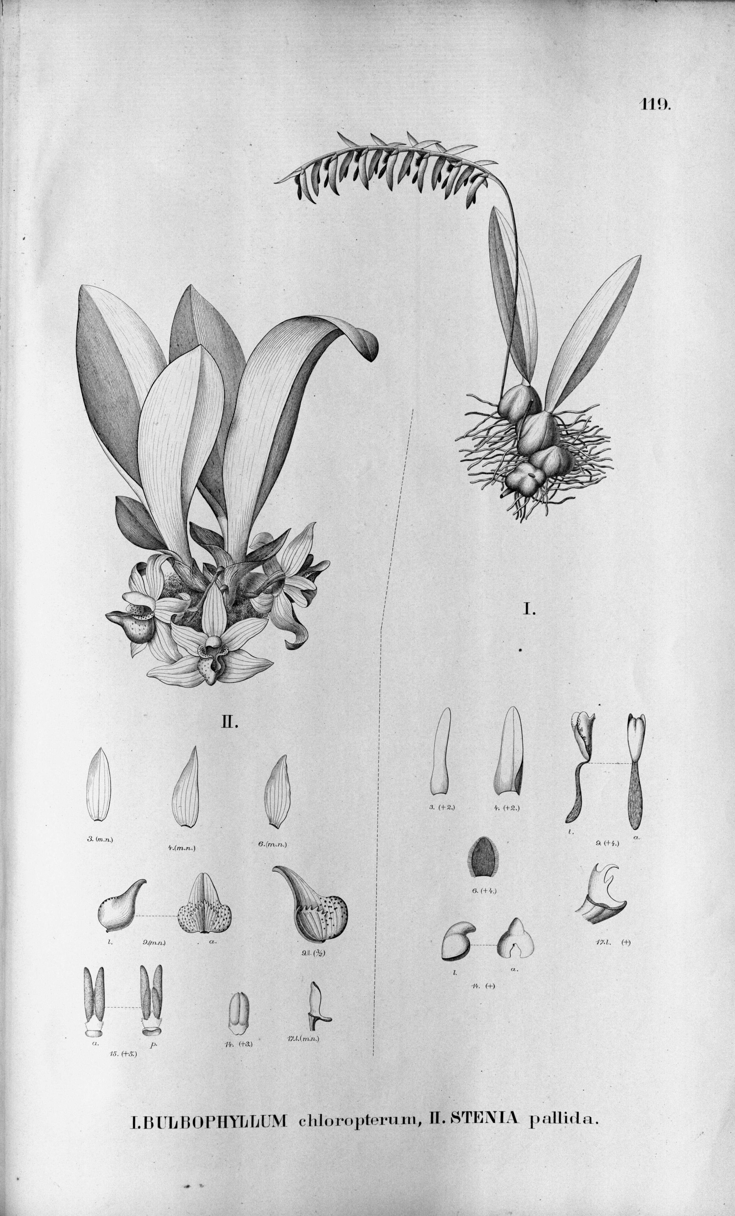 Image of Bulbophyllum chloropterum Rchb. fil.