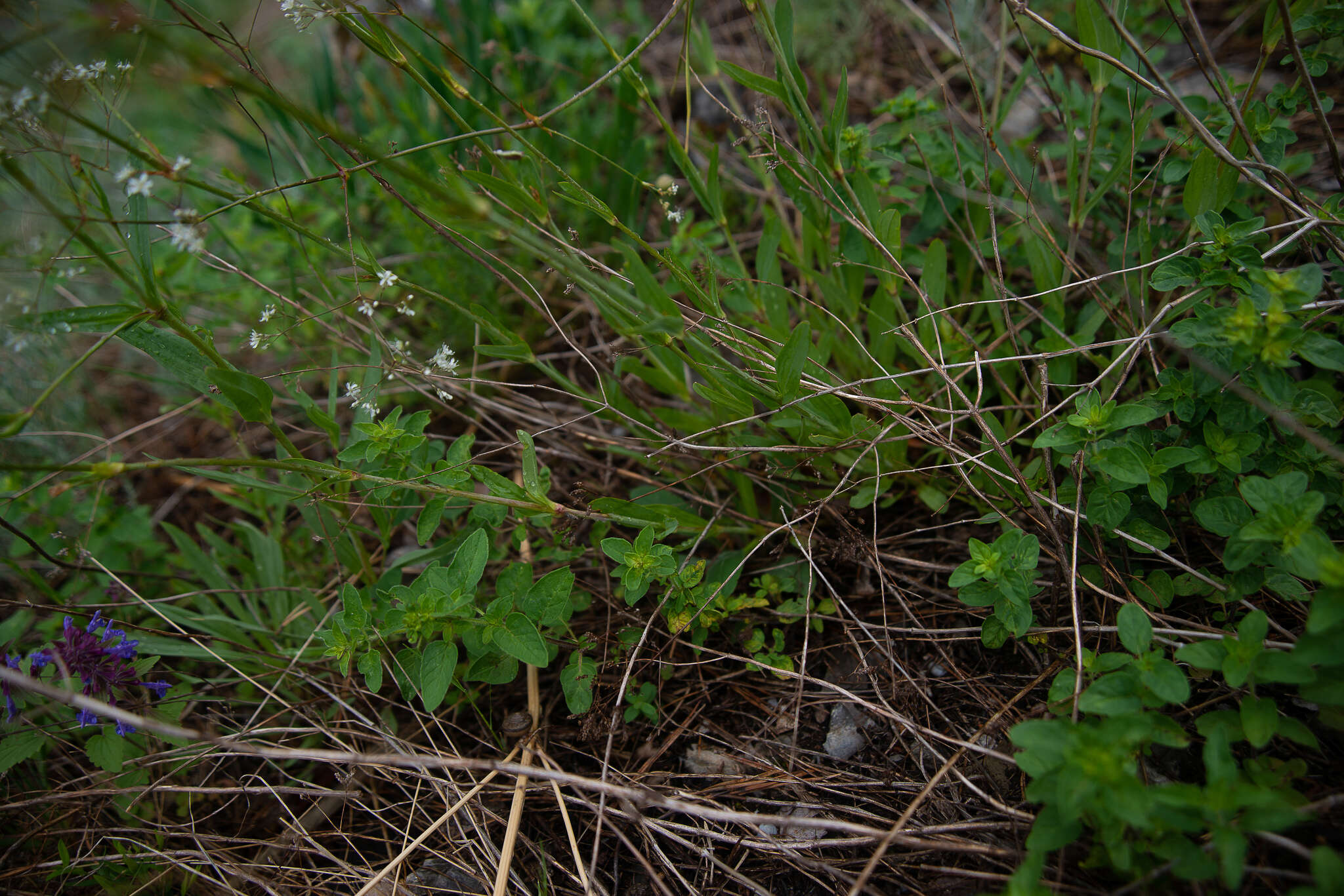 Image of Gypsophila altissima L.