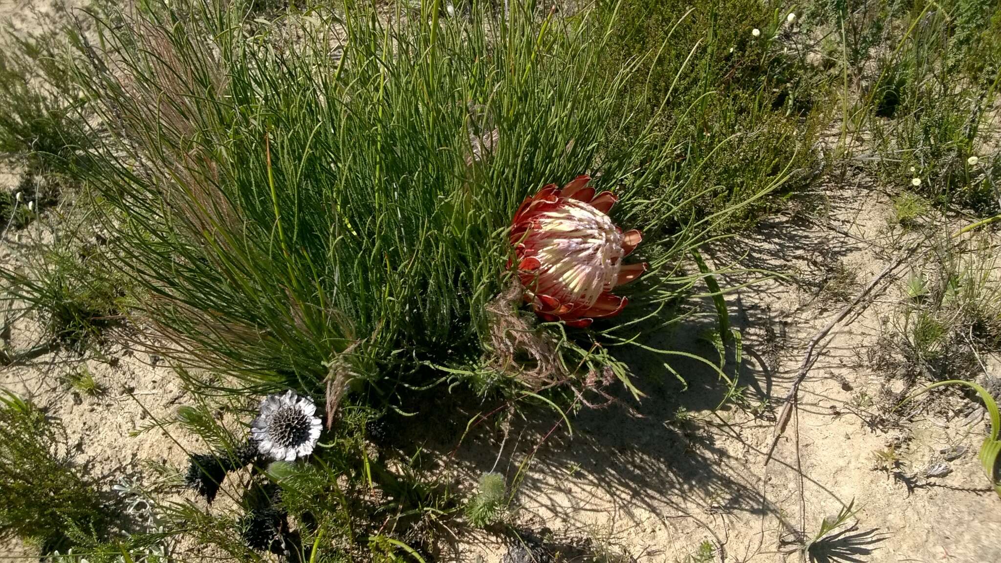 Plancia ëd Protea restionifolia (Salisb. ex Knight) Rycroft