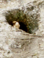 Image of Taita Falcon