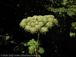 Image of seacoast angelica