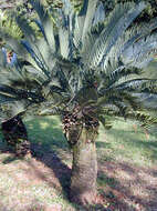 Image of Kei Cycad