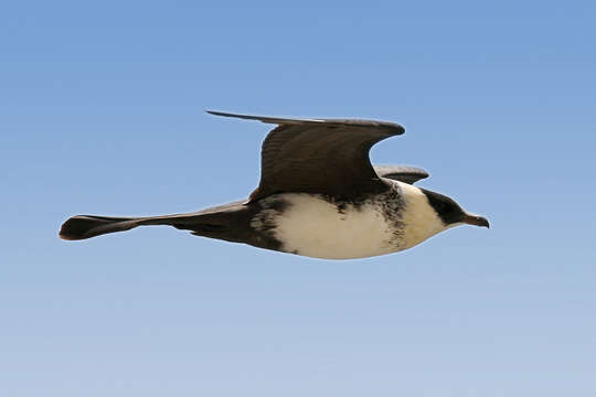 Image of Pomarine Jaeger