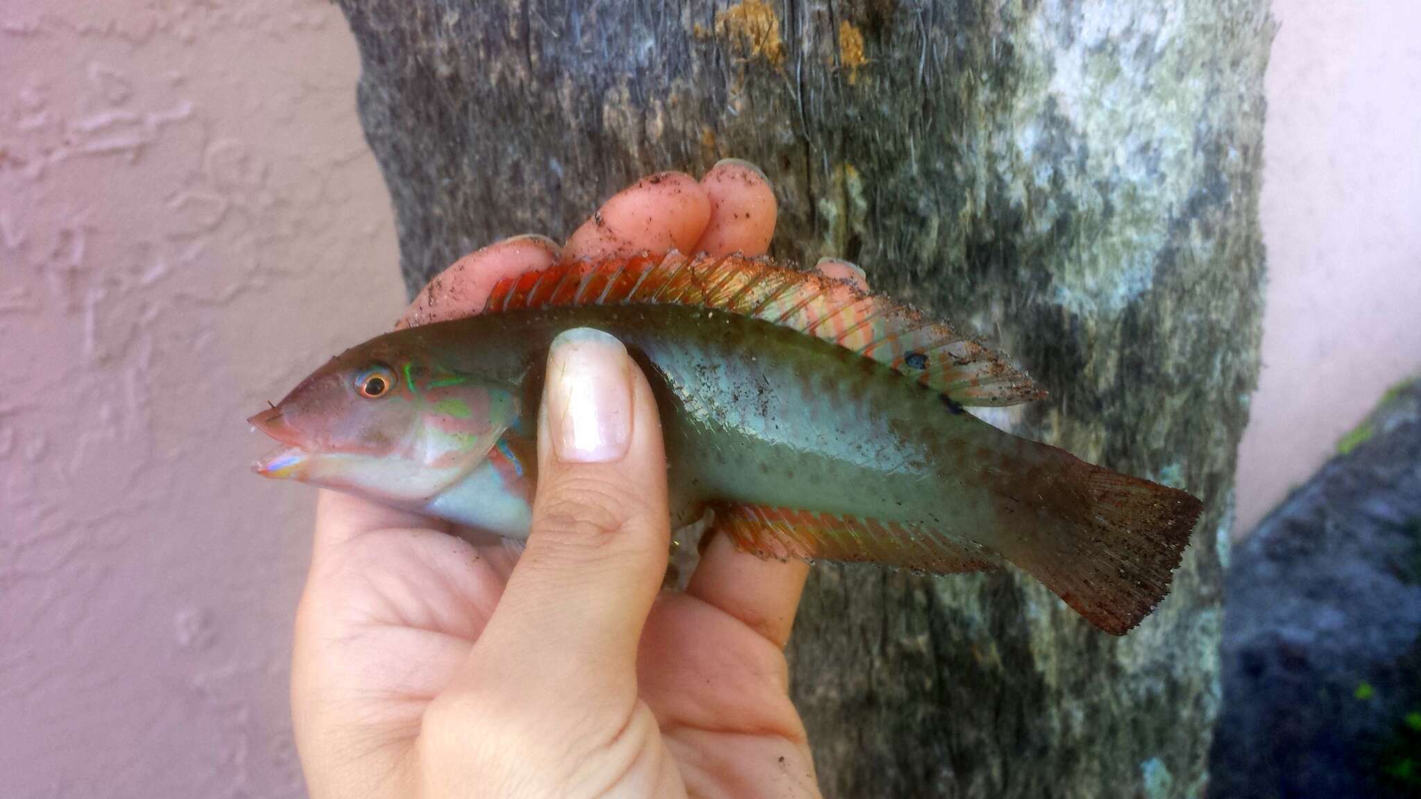 Image of Black-ear wrasse