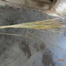 Imagem de Miscanthus fuscus (Roxb.) Benth.