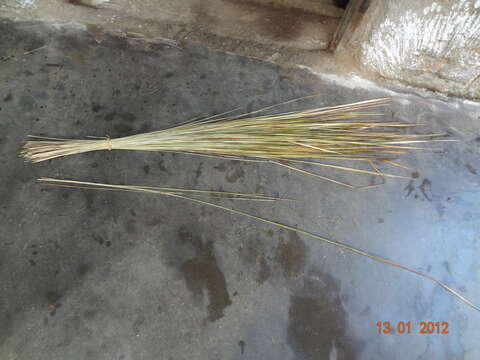 Image of Miscanthus fuscus (Roxb.) Benth.