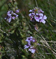 Imagem de Euphrasia lasianthera W. R. Barker