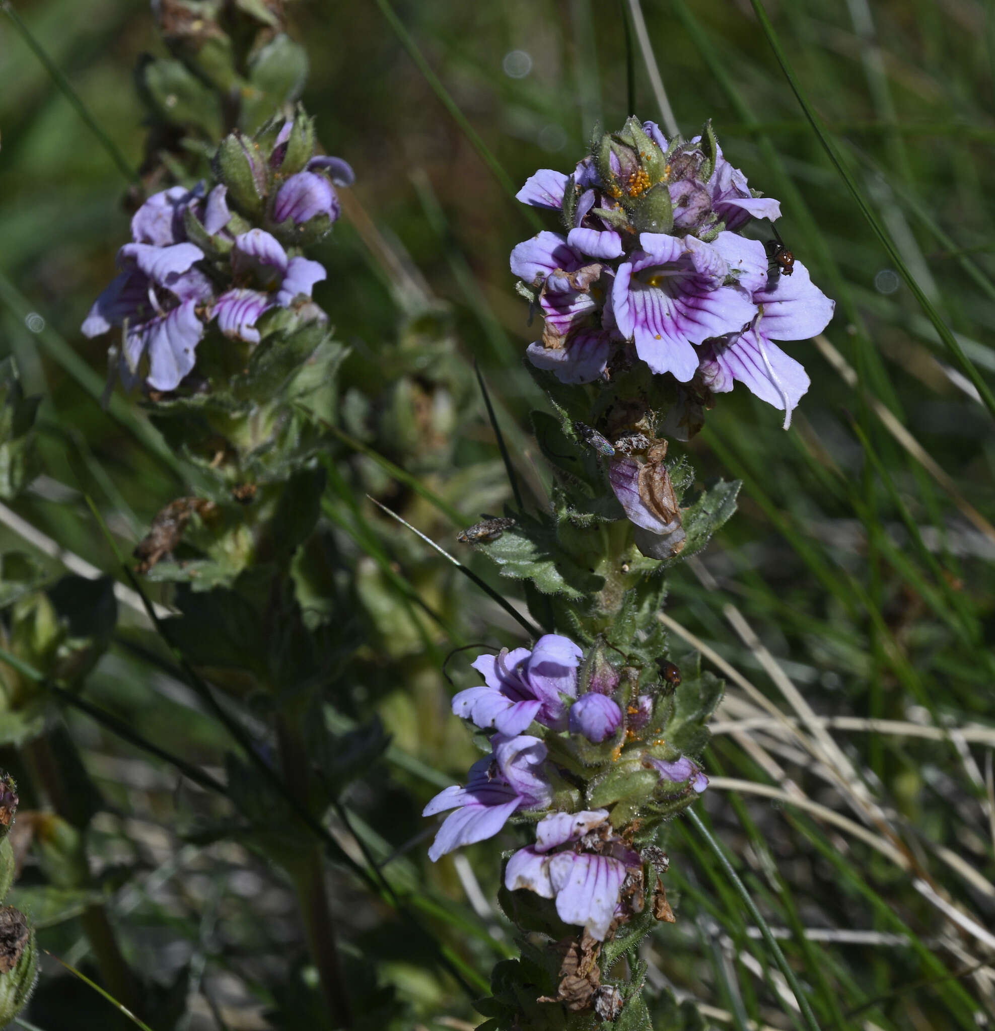 Imagem de Euphrasia lasianthera W. R. Barker