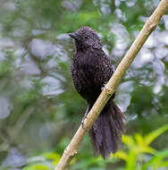 Image of Large-tailed Antshrike