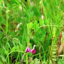 Image of garden vetch