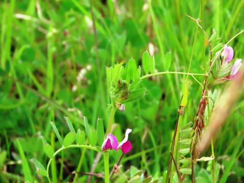 Image of garden vetch