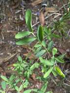 Image of Erythroxylum delagoense Schinz.