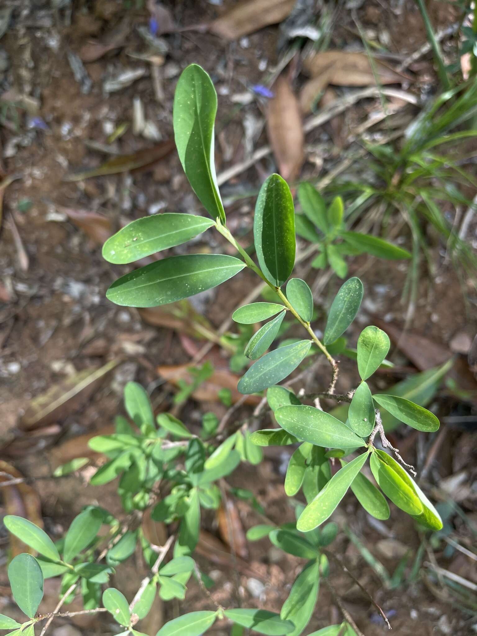 Image of Erythroxylum delagoense Schinz.