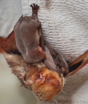 Image de Chauve-souris rousse