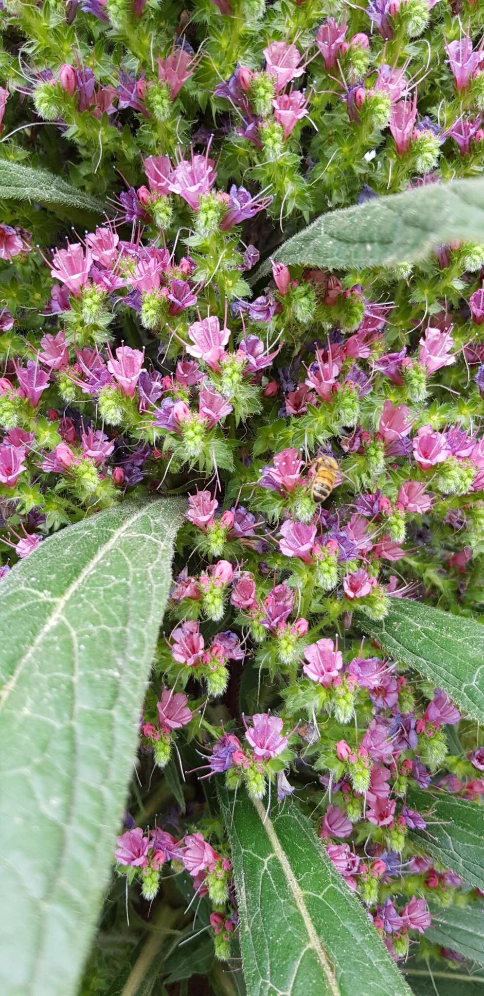 Plancia ëd Echium pininana Webb & Berth.