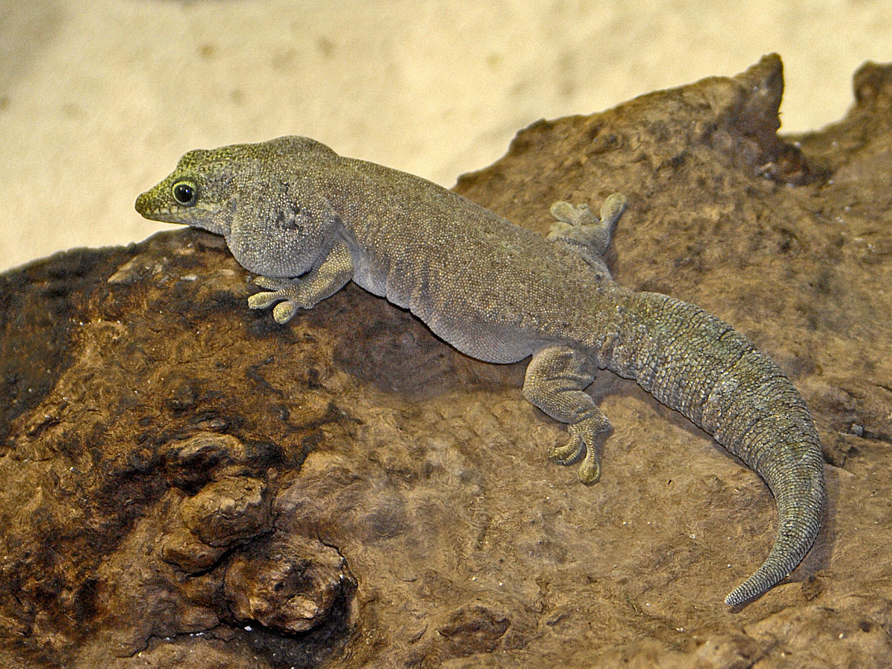 Image of Standing's Day Gecko