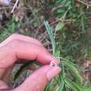 Solanum glaucophyllum Desf. resmi