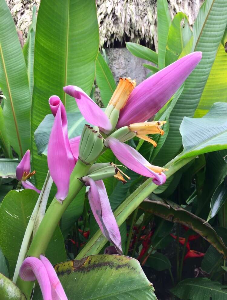 Image of Musa ornata Roxb.