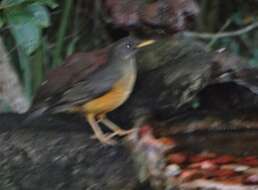 Image of Turdus olivaceus pondoensis Reichenow 1917