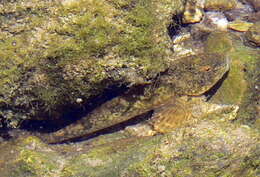 Image of Bullhead