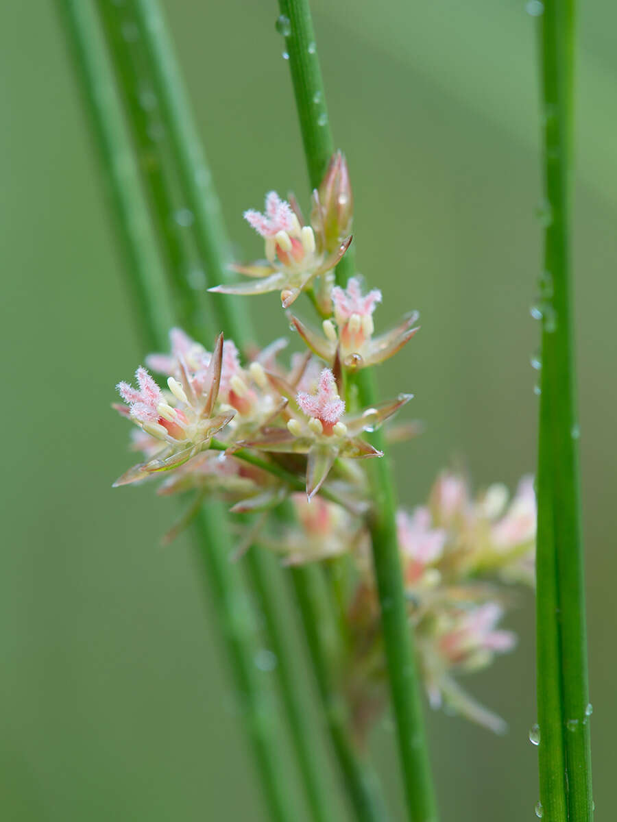 صورة Juncus filiformis L.