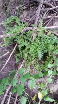 Image de Cheilanthes sieberi subsp. sieberi