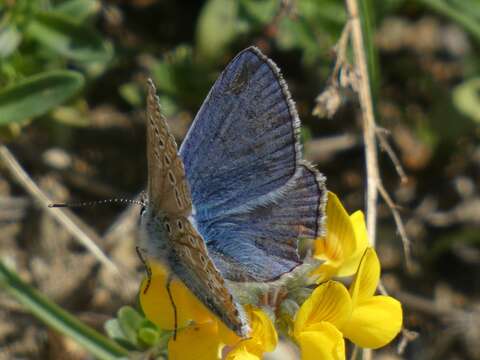 Image of Polyommatus thersites (Cantener 1835)