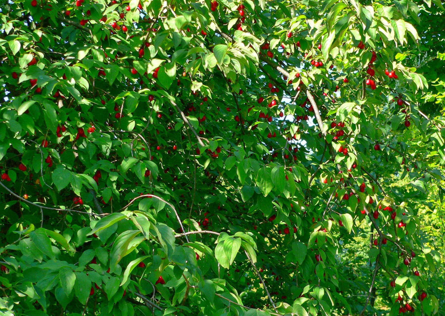 Image of Cornelian cherry dogwood