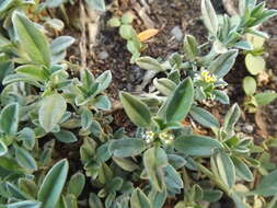 صورة Euploca procumbens (Mill.) Diane & Hilger