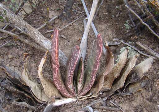 Image of Gasteria disticha (L.) Haw.