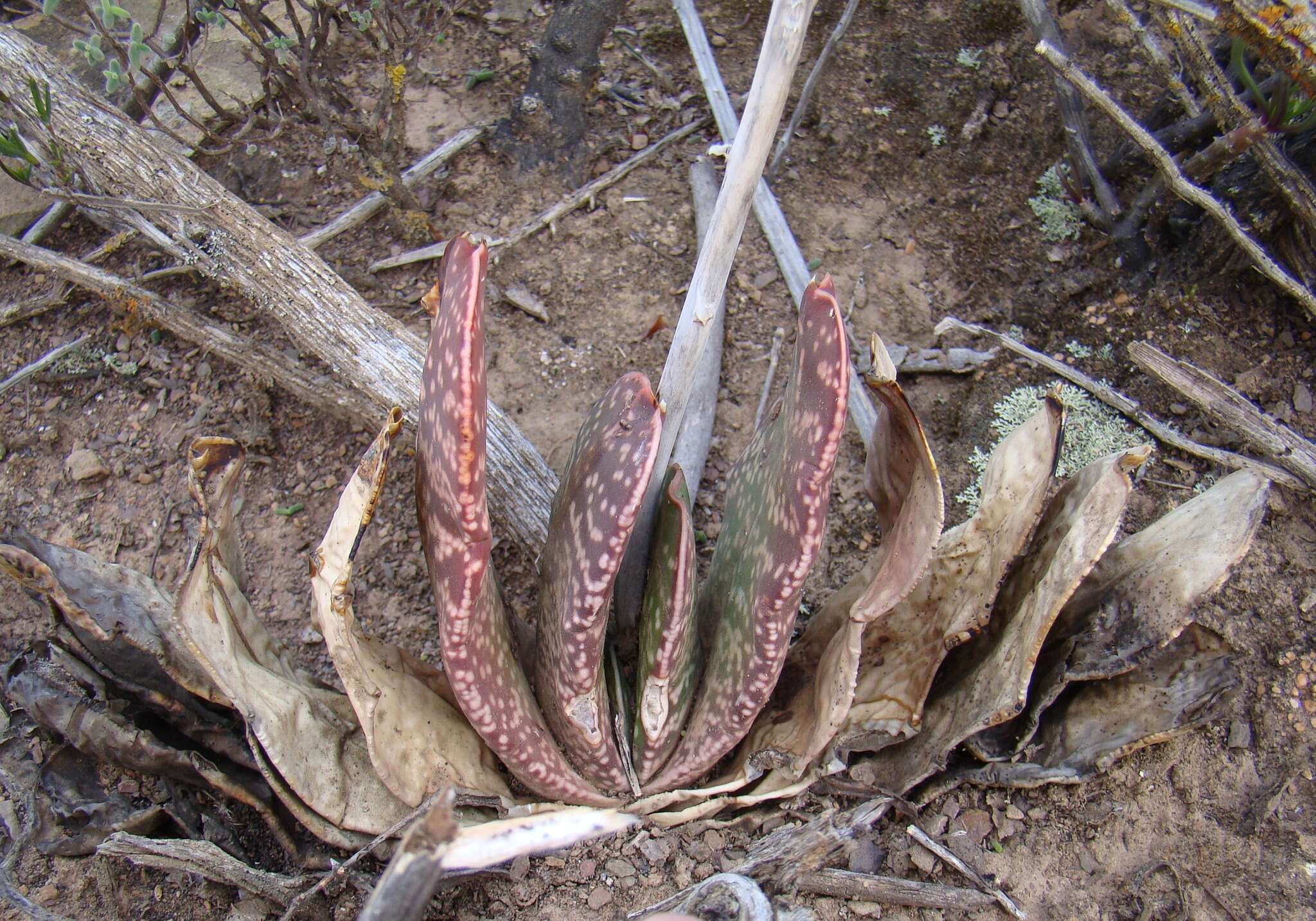 Image of Gasteria disticha (L.) Haw.