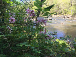 Image of pink azalea