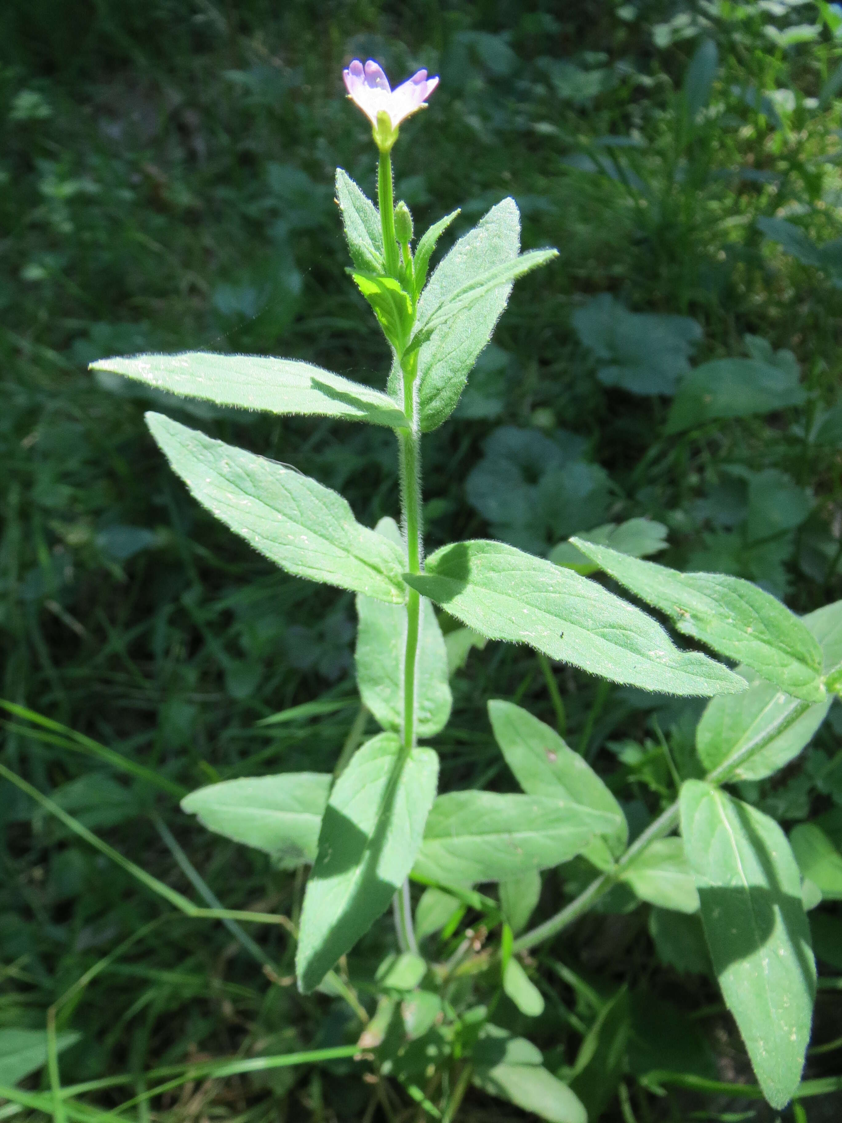 Image of Great Willowherb