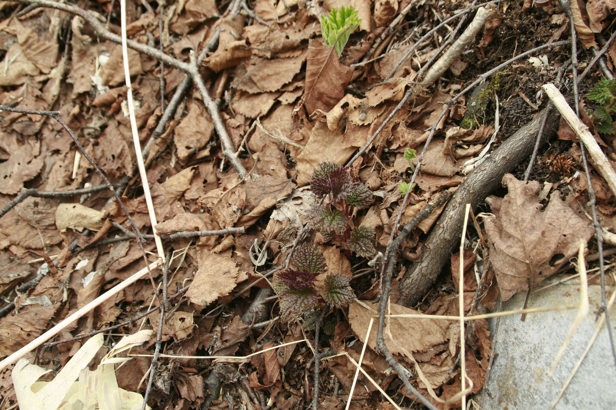 Image of Urtica platyphylla Wedd.