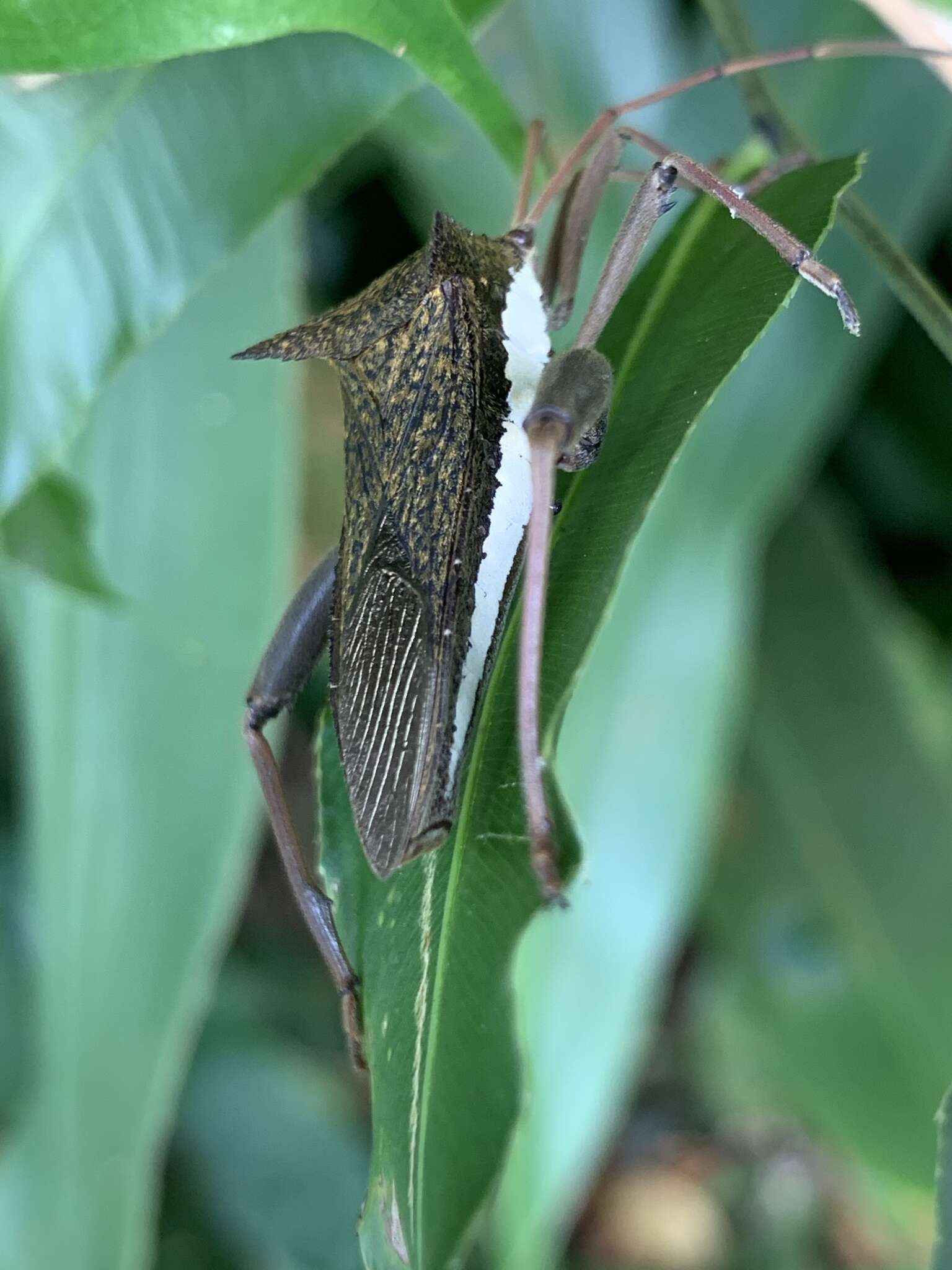 Image of Aspilosterna albovittata (Stål 1865)