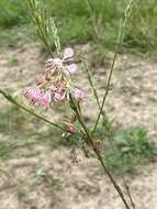 Sivun Oenothera sinuosa W. L. Wagner & Hoch kuva