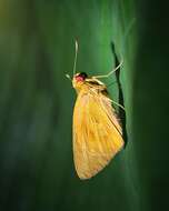 Image of Banana Skipper