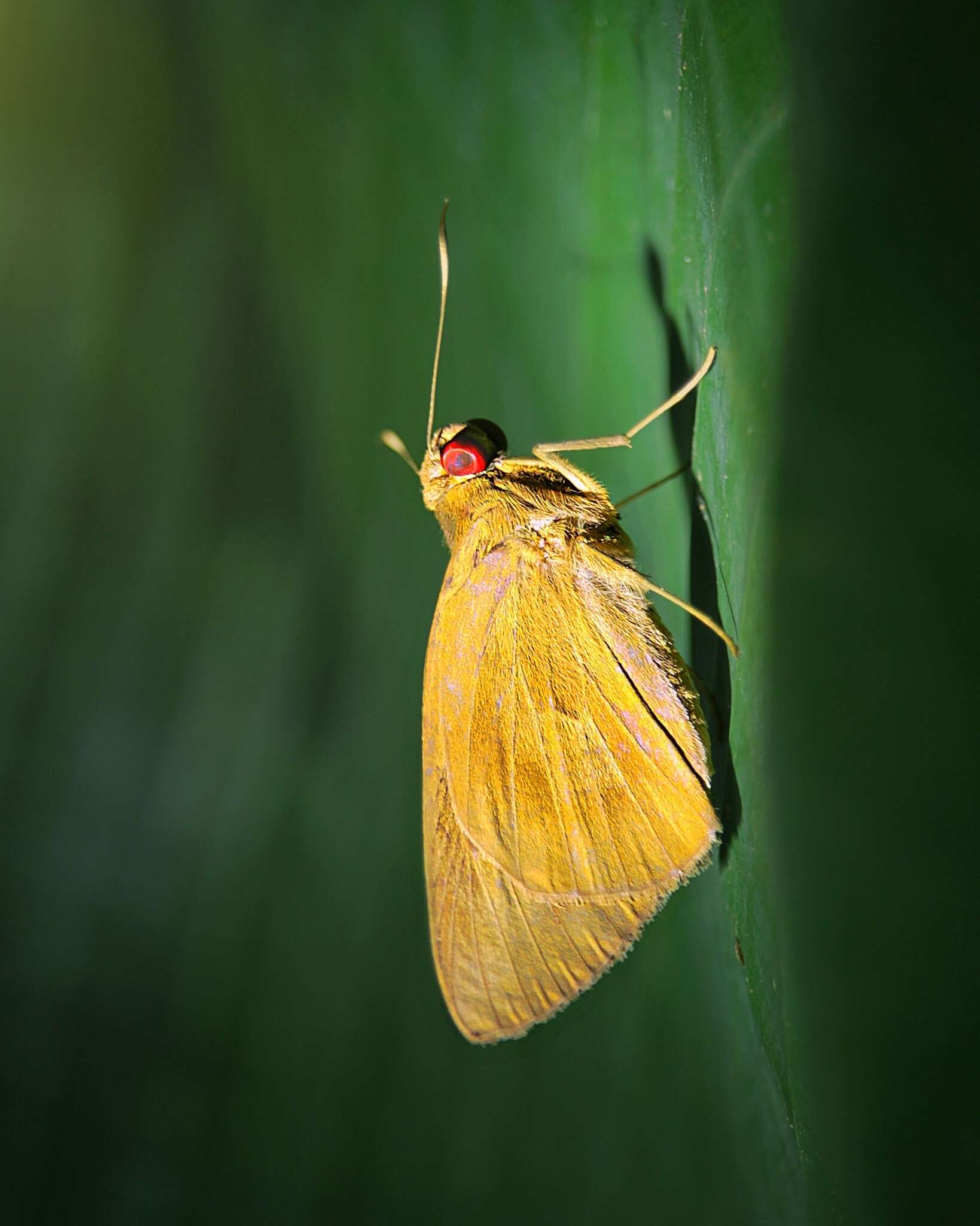 Image of Banana Skipper