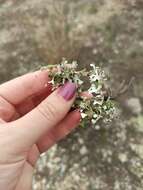 Image of Cladonia foliacea (Huds.) Willd.