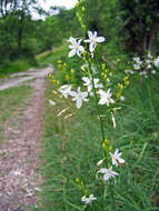 Image of Branched St Bernard's lily