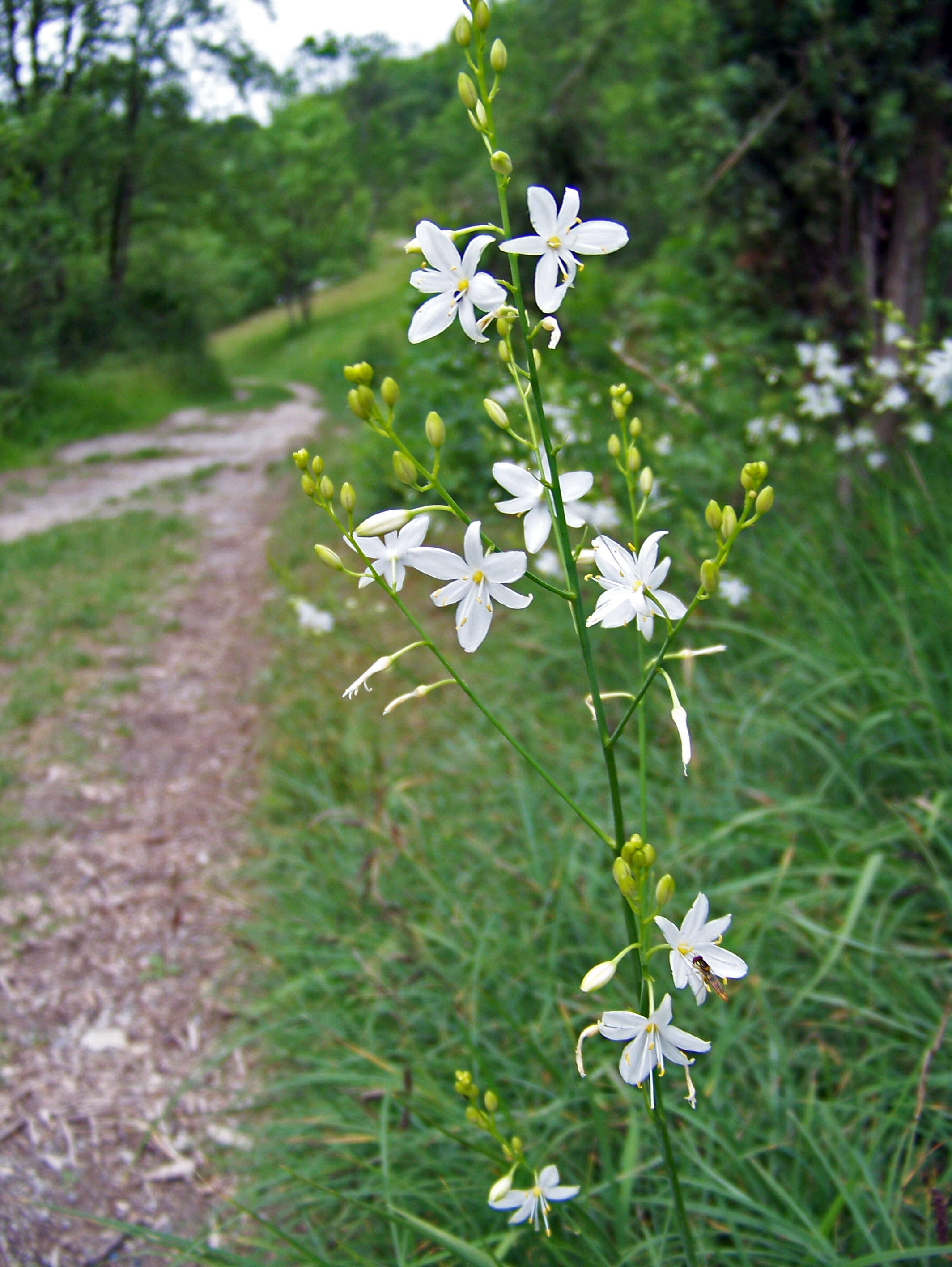 Image of Branched St Bernard's lily