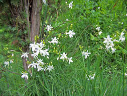 Image of Branched St Bernard's lily