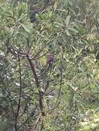 Image of Blue-billed Black Tyrant