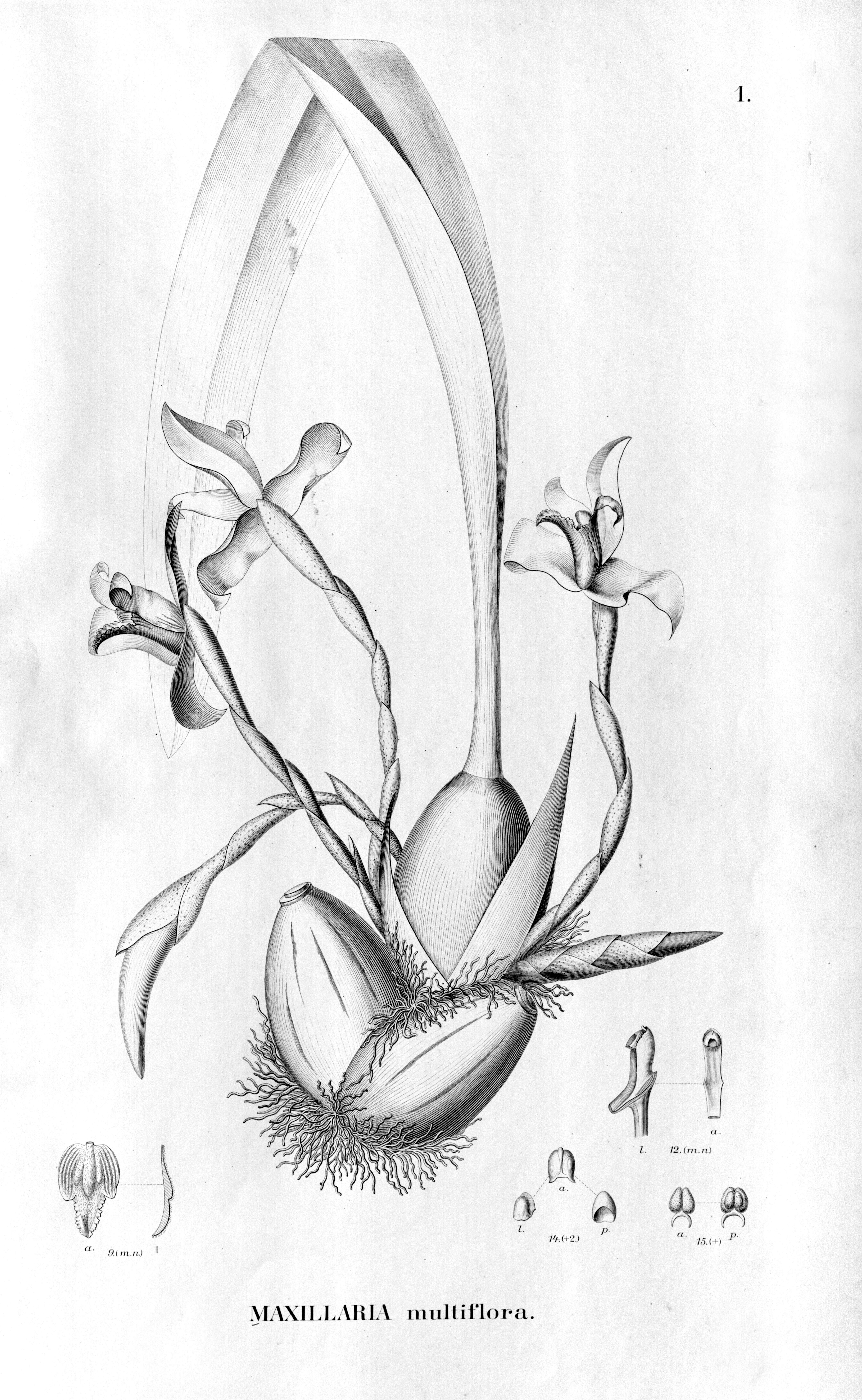 Image of Maxillaria parkeri Hook.