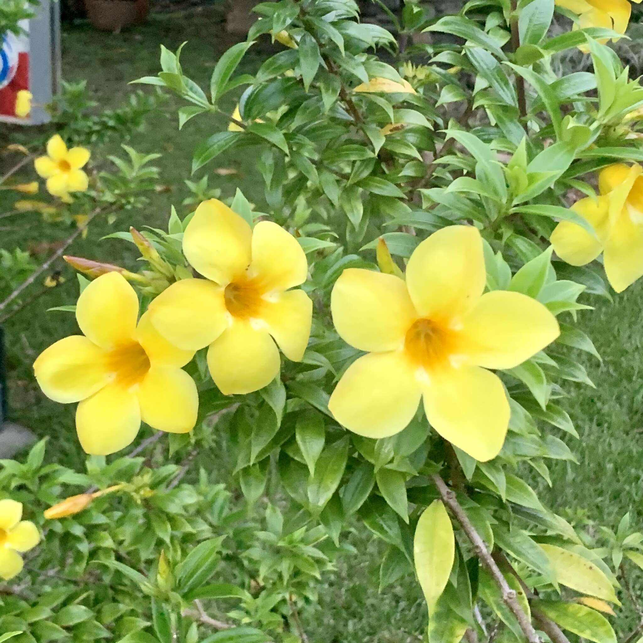 Image of bush allamanda