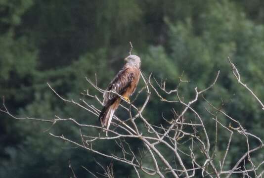 Image of Red Kite